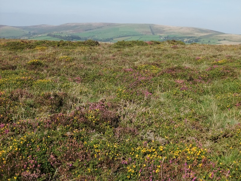 Heather, gorse and more